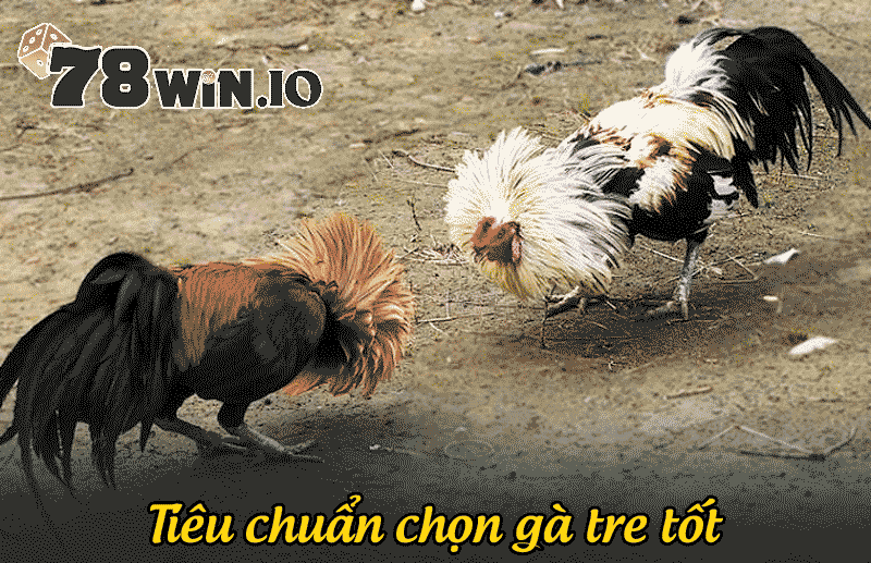 tiêu chuẩn chọn gà tre tốt