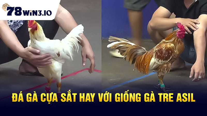 Đá gà cựa sắt hay với giống Gà tre Asil